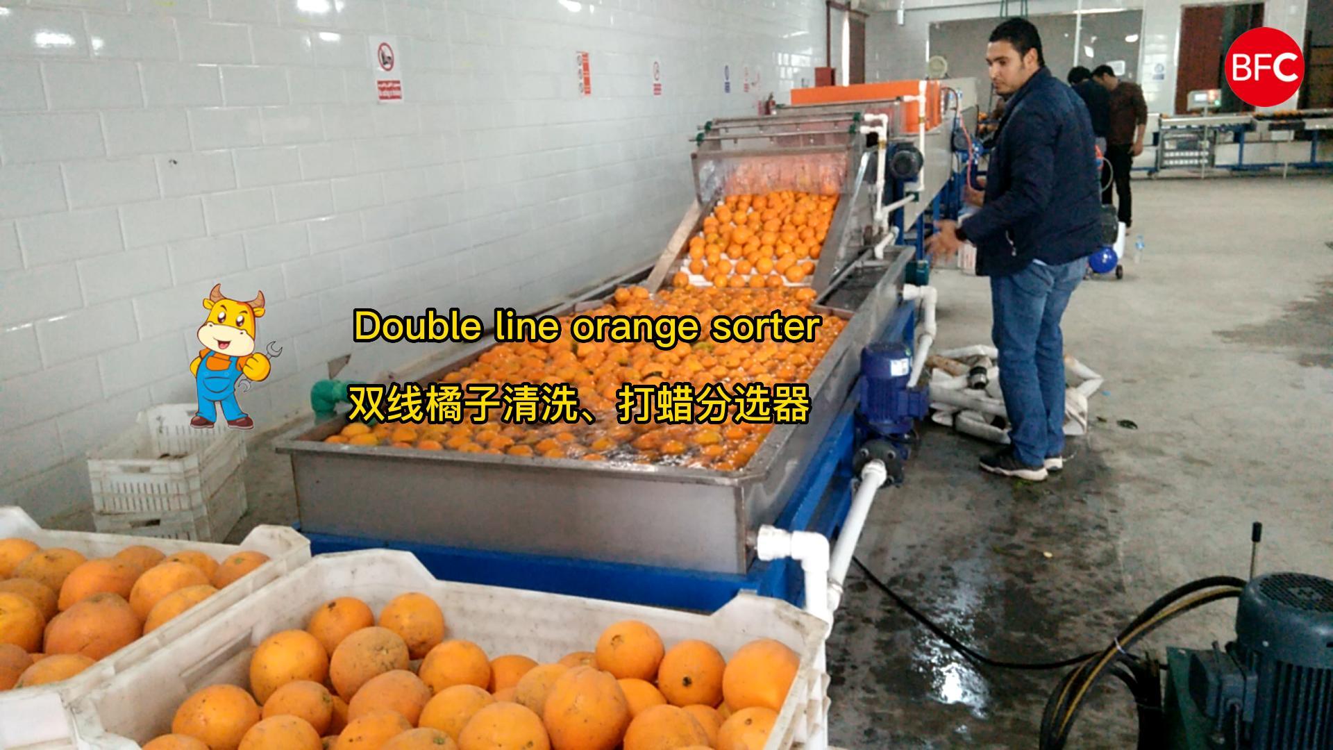 Double line orange sorter
